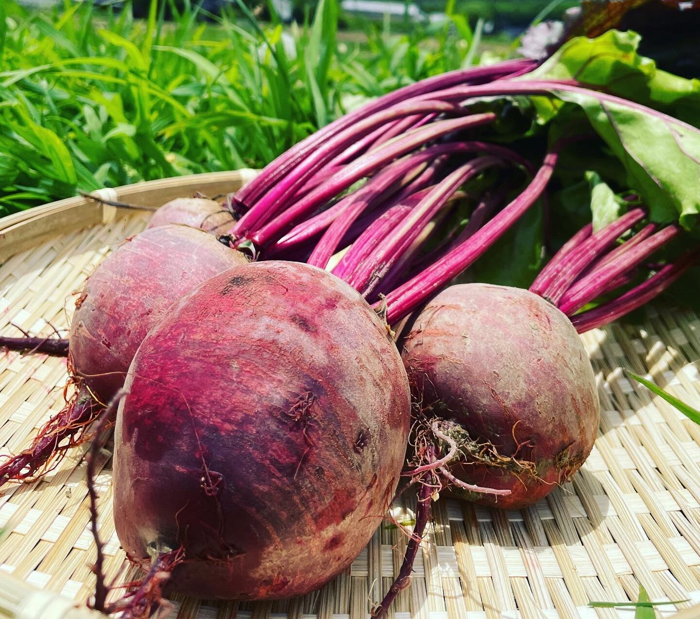 奇跡の野菜”食べる輸血”有機葉っぱ付きビーツ（農薬不使用）販売開始